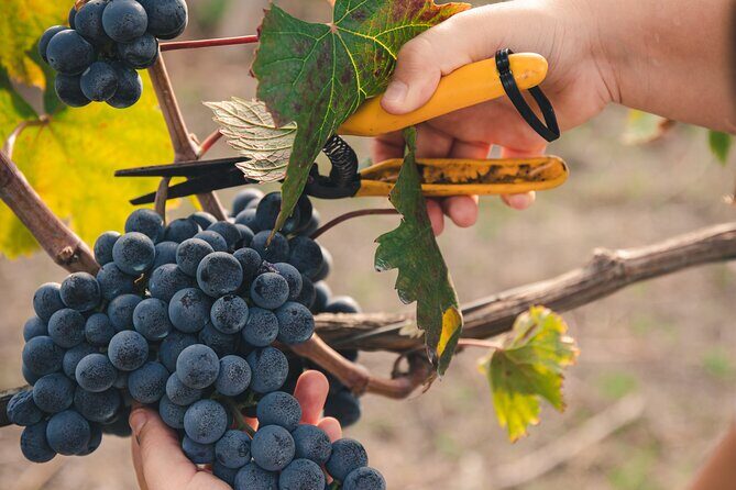 Wine Tasting and Winery Tour in Vesuvio National Park with Lunch - Exploring the Details of the Tour