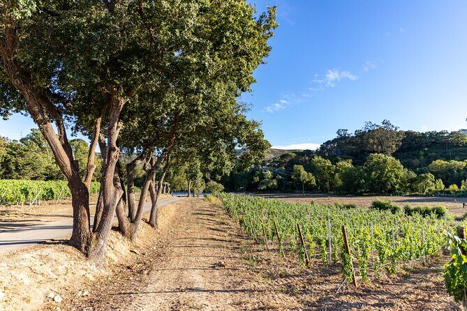 Wine tasting at Quinta das Murgas - What Past Visitors Are Saying
