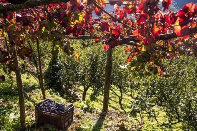 Wine tasting at the Apicella winery - Key Points