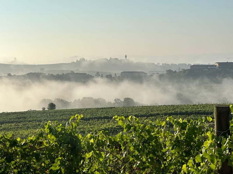 Wine tasting between Monferrato and Langhe - The Experience in Detail