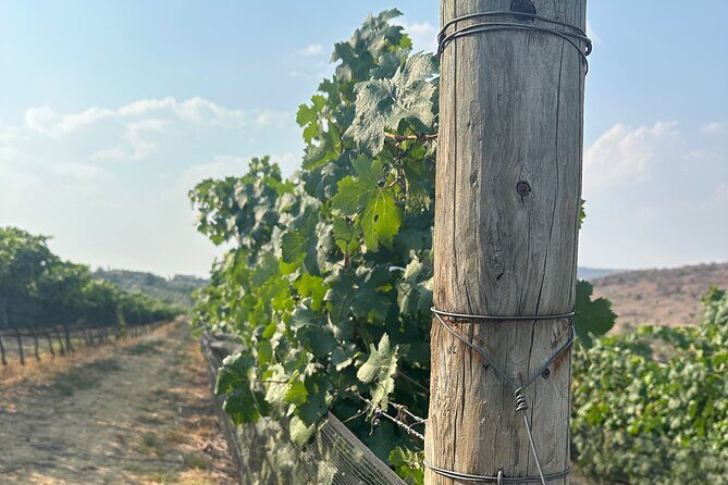 Wine Tasting experience in San Miguel de Allende - The Experience Breakdown