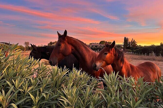 Wine tasting experience in the Apulian countryside - Key Points