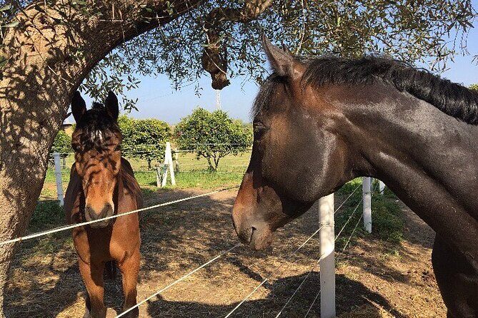 Wine tasting experience in the Apulian countryside - Value for Money