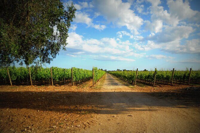 Wine tasting experience in the Apulian countryside - Who Would Love This Tour