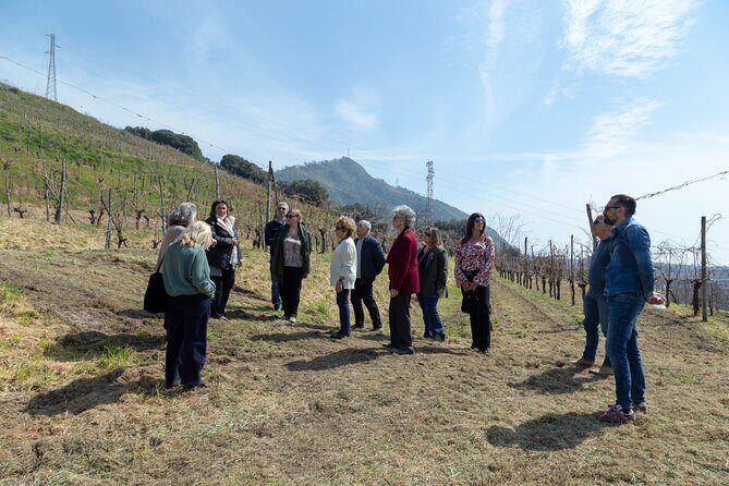 Wine Tasting in Campi Flegrei from Naples - The Sum Up