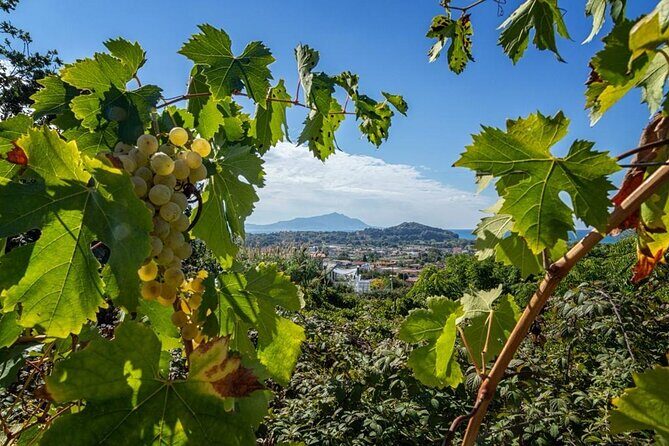 Wine Tasting in Campi Flegrei from Naples - FAQ