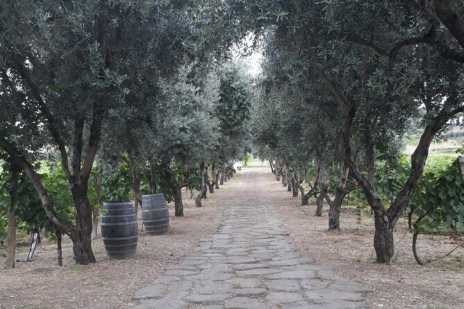 Wine Tasting in Frascati from Rome - The Experience, From the Eyes of Travelers