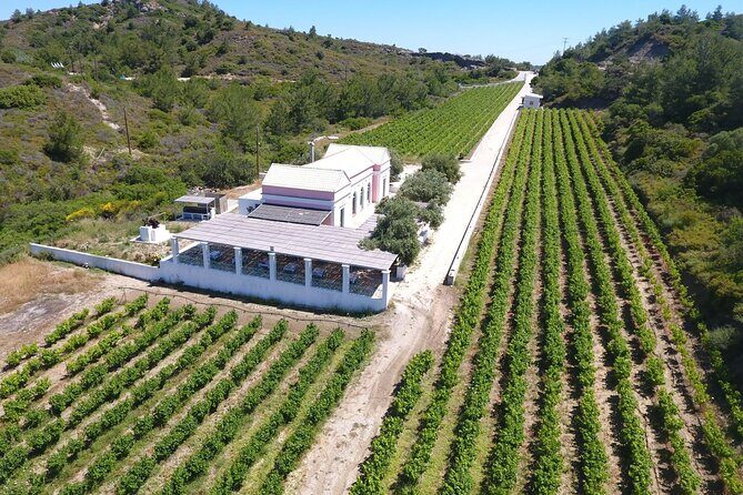 Wine tasting in Rhodes, inside the vineyards with the Producer - Who Will Love This Tour?