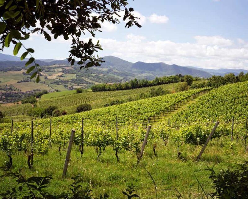 Wine tasting in the cellar - Final Thoughts