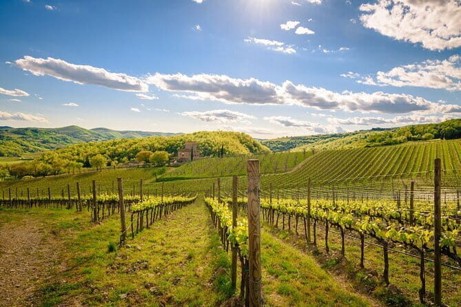 Wine tasting in TWO family wineries around Florence - The Experience in Detail