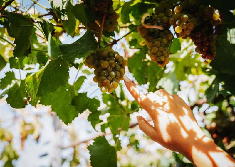 Wine Tasting on Mt. Vesuvius - Frequently Asked Questions