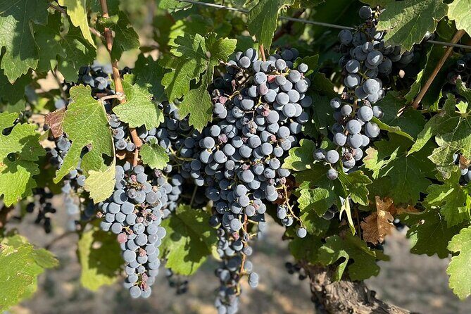 Wine tasting tour - Considerations and Tips for Travelers