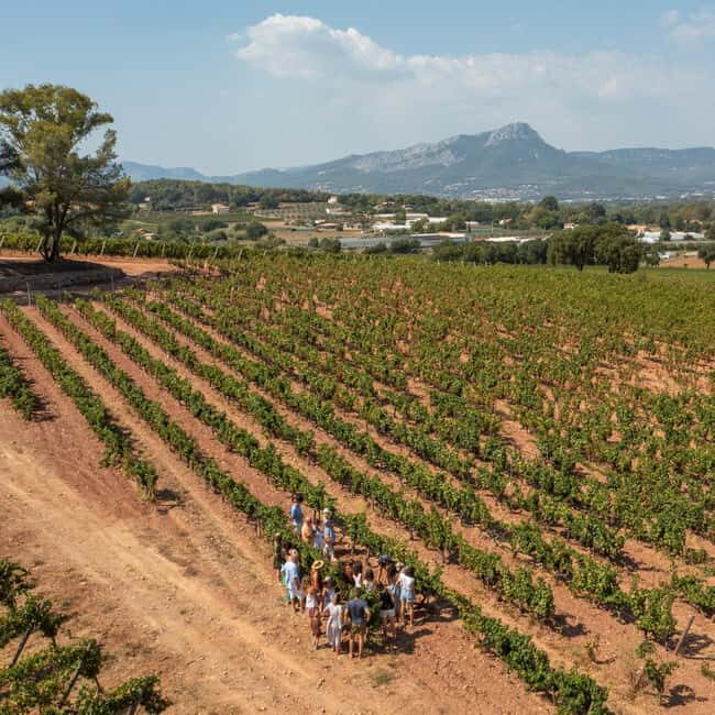 Wine tasting tour - Le Pradet - Authentic Feedback from Visitors