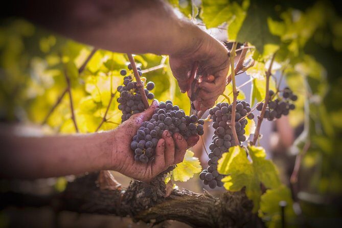 Wine Tasting & Tour Premium - What You Can Expect from the Tour