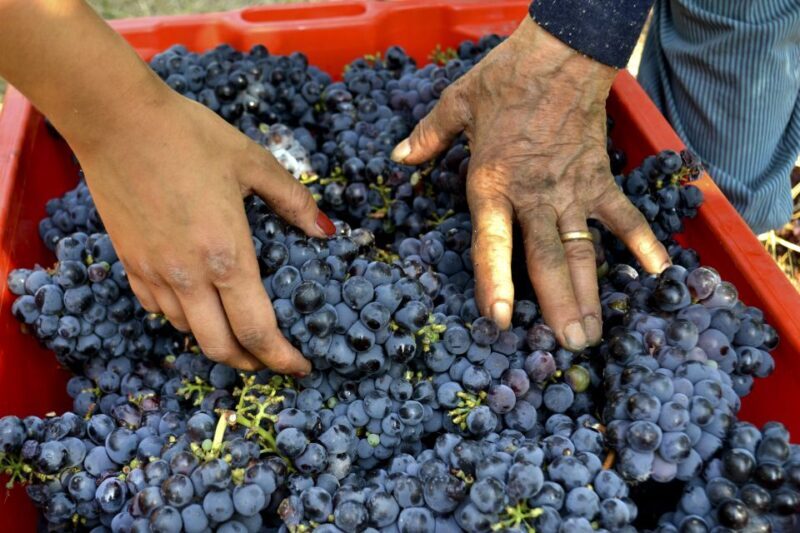 Wine tasting tour with olive oil and salami - Practical Considerations