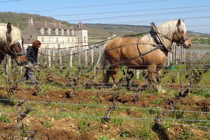 "Wine tasting tours in Burgundy" - Who Would Enjoy This Tour?