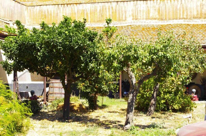 Wine Tasting whit Painting Lesson in Baglio Florio - What to Expect from the Experience