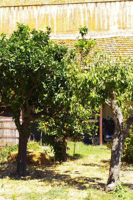 Wine Tasting whit Painting Lesson in Baglio Florio - Who This Experience Is Best For