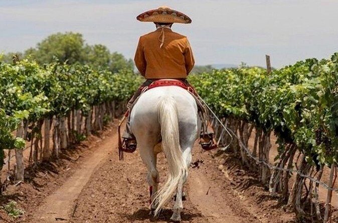 Wine Tour and Horseback Ride through the Mountains of Guanajuato - Who Will Love This Tour?