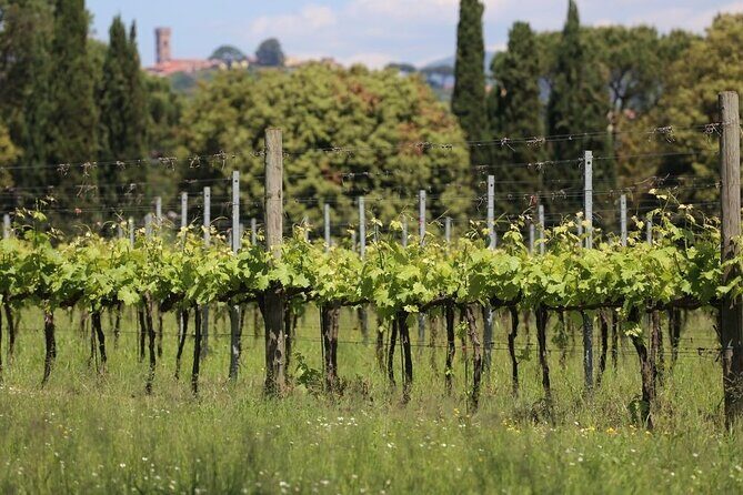Wine tour and lunch in Lucca area - Key Points