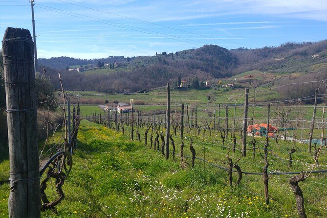 Wine tour and lunch in Lucca area - Frequently Asked Questions (FAQs)