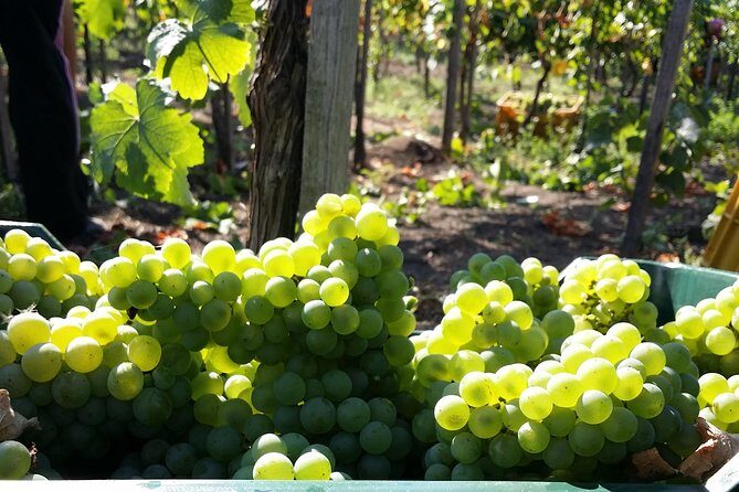 Wine Tour and Lunch with Winetasting and Vineyard Visit - Key Points