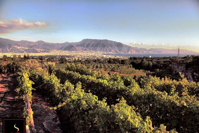 Wine Tour and Lunch with Winetasting and Vineyard Visit - What You’ll See and Do