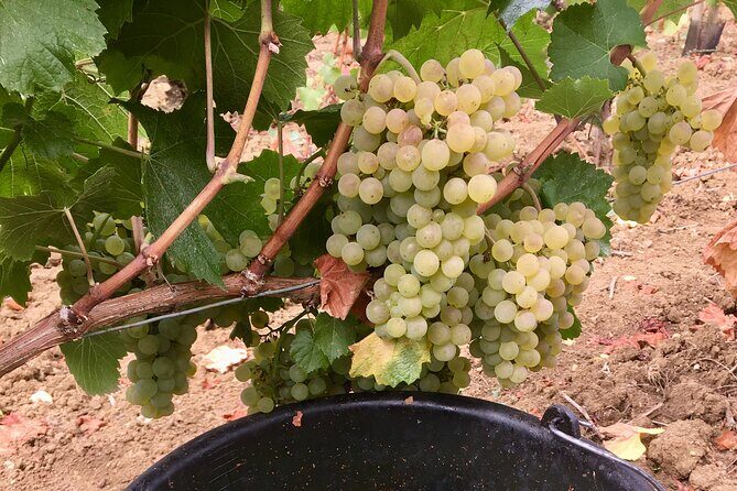 Wine tour and tasting in Burgundy - Final Thoughts