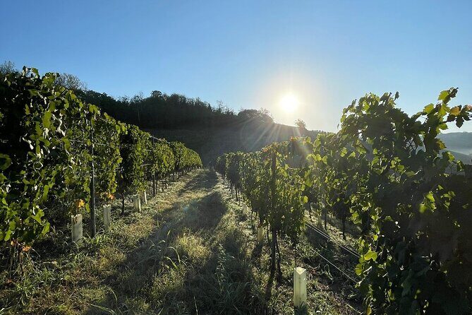 Wine Tour and tasting in the Monferrato - Premium - Key Points