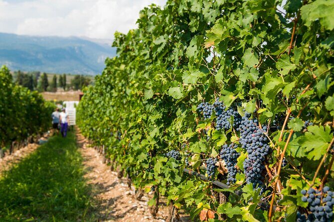 Wine Tour and Tasting on Garda Hills - FAQ