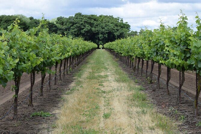 Wine Tour Athens to visit 2 of the most Award-Winning Wineries - What Do Real Reviewers Say?