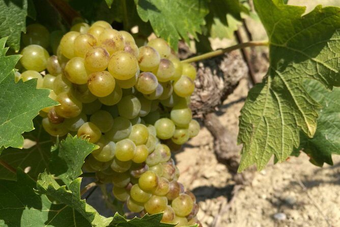 Wine Tour Bandol & Cassis from Marseille - What You’ll Experience: The Good and the Not-So-Good