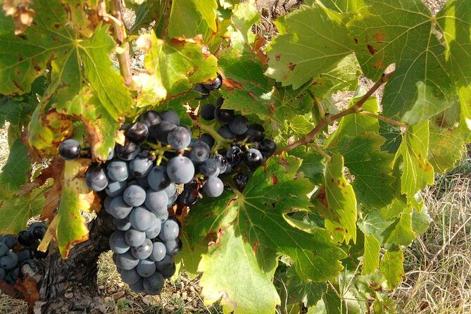 Wine Tour Bandol & Cassis from Marseille - Who Should Consider This Tour?