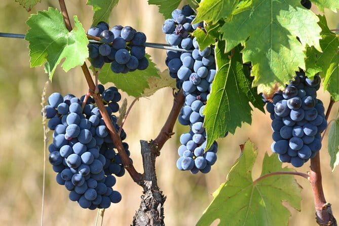 Wine Tour Experience - A Closer Look at the Capezzana Wine Tour