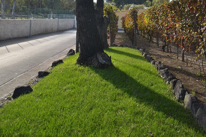 Wine Tour Experience for Family or friend's group - Frequently Asked Questions