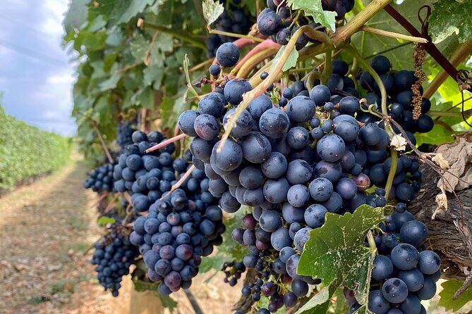 Wine Tour Experience In Lake Country 5 Wineries - What to Expect at Each Stop