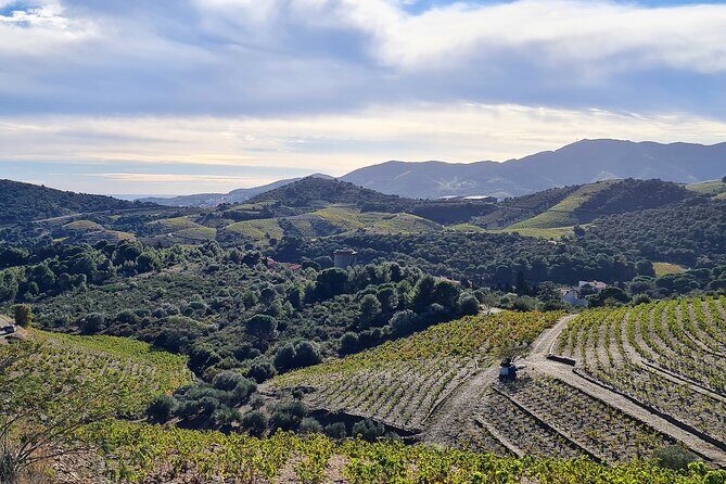 Wine Tour in Roussillon: Picnic & Tasting Day - A Deep Dive Into the Experience