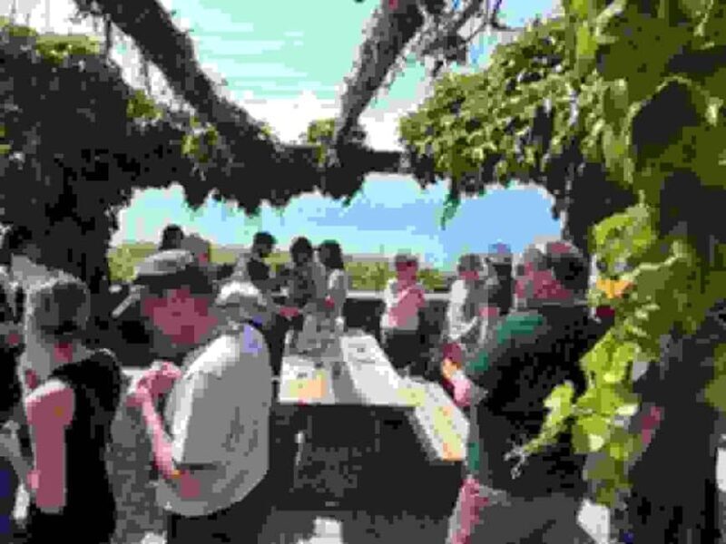 Wine tour in the canton of Vaud - Lavaux vineyards - Who Is This Tour Best For?