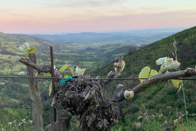 Wine Tour Pros - Wine Tour and Transportation: SUV Up To 6 Guests - The Experience in Detail