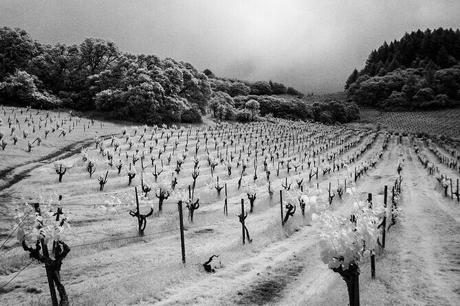 Wine tour up to 6 passengers - Key Points