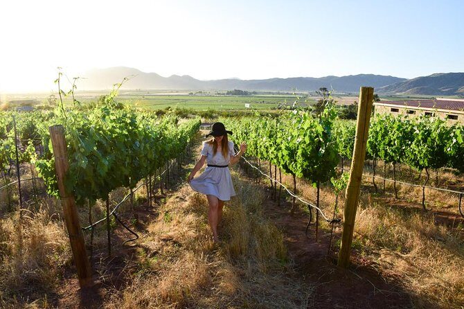 Wine tour valley of guadalupe - Exploring the Valley of Guadalupe: A Practical Look at the Wine and Beer Tour from Ensenada