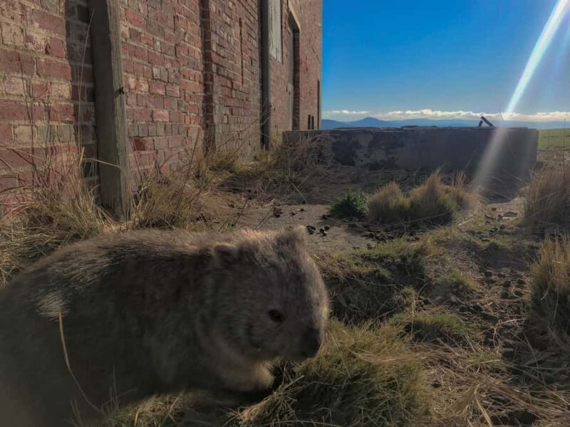 Wineglass Bay and Maria Island Scenic Flight Experience - Key Points