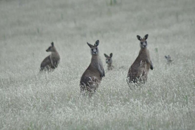 Wineglass Bay and Maria Island Scenic Flight Experience - Is It Worth the Price?
