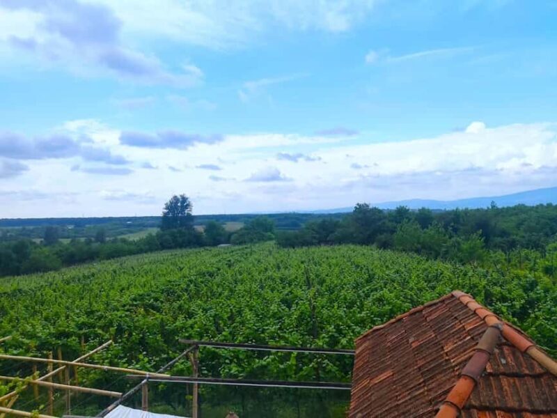 Winery Bike Tour from Kutaisi - Wine tasting & Vineyards - FAQ