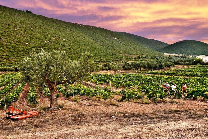 Winery Tour and Tasting in Zakynthos with the Winemaker - The Organic Vineyard and Cultivation Techniques