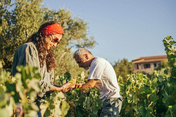 Winery Tour and Tasting in Zakynthos with the Winemaker - Price and Value
