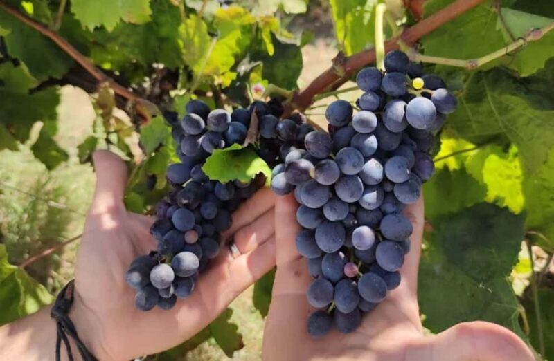 Winery Tour and Wine & Local Food Tasting near Ragusa - Final Thoughts