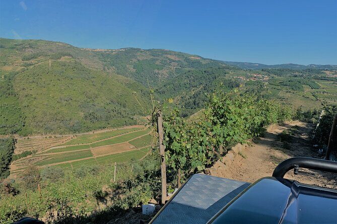 Winery Tour and Wine Tasting Quinta da Portela de Baixo in Lamego - Reviews in Their Own Words