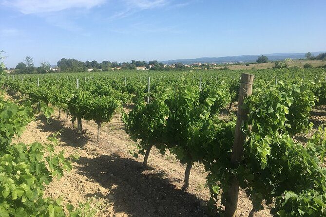 Winery Tour & Wine Tasting - Deli Plate & 3 Wines - An Overview of the Experience