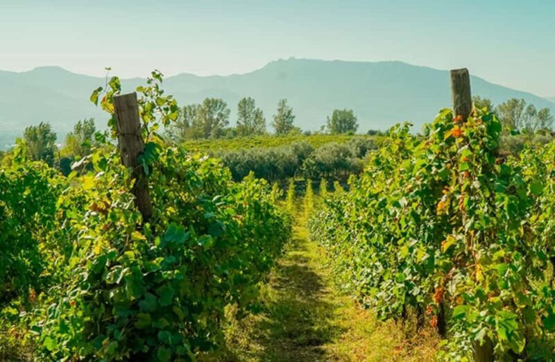 Winery Tour with Organic Wine Tasting & Lunch near Pompeii - Key Points